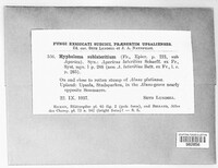 Hypholoma lateritium image